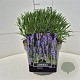 Lavandula int. Phenomenal 25-30 cm 10L