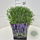 Lavandula int. Phenomenal 25-30 cm 10L