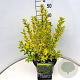 Ligustrum oval. 'Aureum' 40-50 cm 10L