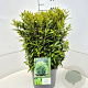 Prunus l. Sofia 40-50 cm 10L