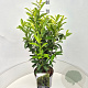 Prunus l. Genolia 60-80 cm 10L