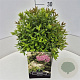 Spiraea jap. 'Genpei' 30-40 cm 10L