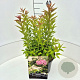 Spiraea jap. 'Genpei' 30-40 cm 10L