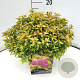 Spiraea jap. 'Goldflame' 30-40 cm 10L