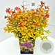 Spiraea jap. 'Goldflame' 30-40 cm 10L