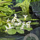 Aponogeton distachyos GM C1 leverbaar