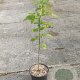 Carpinus betulus 60-80 cm 2,0L