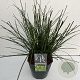Carex brunnea 'Camara' 60-65 cm 5,0L vierkant