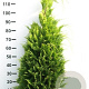 Chamaecyparis l. 'Ivonne' 250-300 cm draadkluit solitair