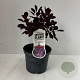 Cotinus cog. 'Royal Purple' 30-35 cm 3,5L