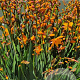 Crocosmia 'Columbus' GM P9