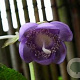 Deinanthe caerulea 'Blue Wonder' GM P9