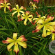 Hemerocallis 'Curls' GM P9