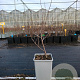 Hippophae rhamn. 'Hergo' 40-50 cm C1.5