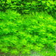 Hottonia palustris GM P9 leverbaar