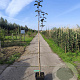 Malus d. 'Gloster' 150-175 cm 10L