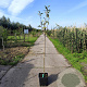 Malus d. 'Red Delcorf' 125-150 cm 10L