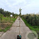 Malus d. 'Sampion' 150-175 cm 10L