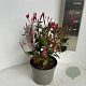 Photinia fraseri 'Little Red Robin' 20-30 cm 2,0L