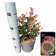 Photinia fraseri 'Little Red Robin' 20-30 cm 2,0L
