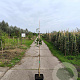 Pyrus c. 'Beurré Alexandre Lucas' 125-150 cm 10L