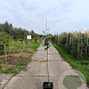 Pyrus c. 'Clapp's Favourite' 125-150 cm 10L
