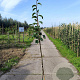 Pyrus pyrifolia 'Shinko' 125-150 cm 10L