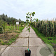 Pyrus pyrifolia 'Tama' 150-175 cm 10L