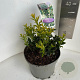 Sarcococca confusa 25-30 cm 5,0L