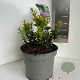 Sarcococca confusa 25-30 cm 5,0L