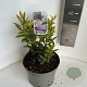 Sarcococca h. Winter Gem 25-30 cm 5,0L