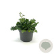 Scabiosa col. 'Butterfly Blue' GM 2,0L