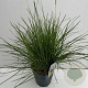 Sesleria autumnalis 25-30 cm 5,0L vierkant