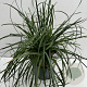 Sesleria heufleriana 25-30 cm 5,0L vierkant