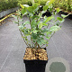 Vaccinium c. 'Bluegold' 40-50 cm 3,0L