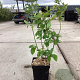 Vaccinium c. 'Bluejay' 50-60 cm 3,0L