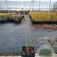 Vaccinium c. 'Bluejay' 50-60 cm 3,0L
