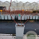 Vaccinium c. 'Duke' 20-40 cm C1.5