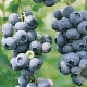 Vaccinium c. 'Duke' 30-40 cm 3,0L