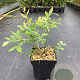Vaccinium c. 'Duke' 30-40 cm 3,0L