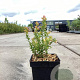 Vaccinium vitis-id. 'Red Pearl' GM C3