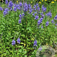 Veronica austriaca GM P9 leverbaar