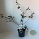 Viburnum burkwoodii 40-45 cm 3,5L