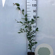 Fagus sylvatica 80-100 cm 2,5L
