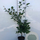 Fagus sylvatica 80-100 cm 2,5L