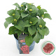 Hydrangea m. Fire Wings 25-30 cm 3,5L