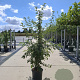 Malus toringo 'Brouwers Beauty' 150-175 cm 40L meerstammig