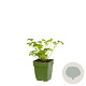 Petroselinum crispum GM  P11