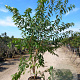 Prunus maackii 'Amber Beauty' 200-250 cm 40L meerstammig