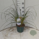 Cortaderia s. 'Sunningd. Silver' 50-60 cm 5,0L